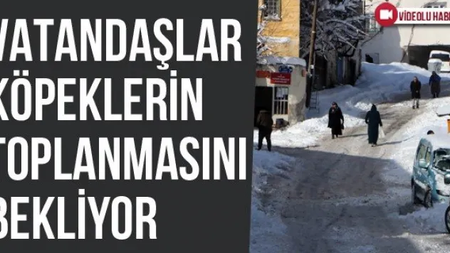 Vatandaşlar Köpeklerin Toplanmasını Bekliyor