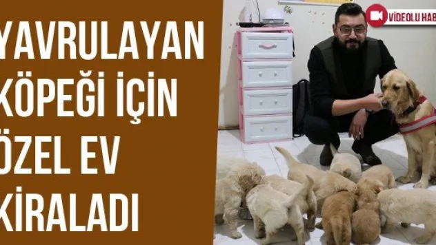 Yavrulayan Köpeği İçin Özel Ev Kiraladı