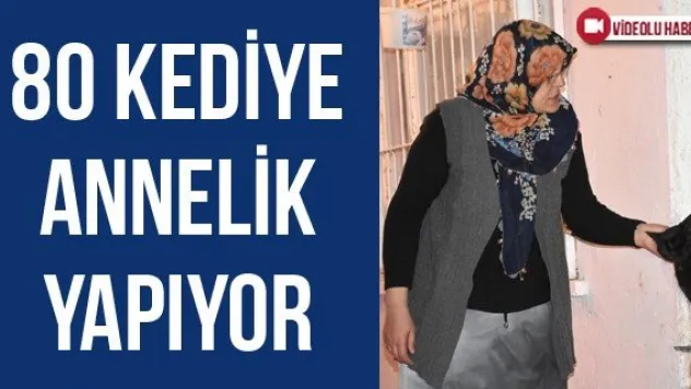 80 Kediye Annelik Yapıyor