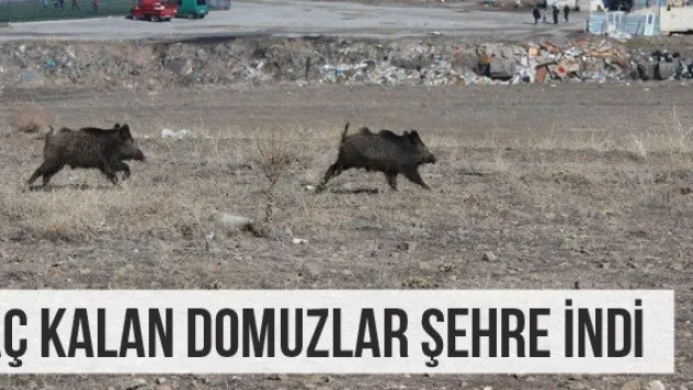 Aç kalan domuzlar şehre indi