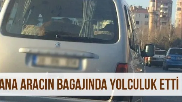 Dana Aracın Bagajında Yolculuk Etti