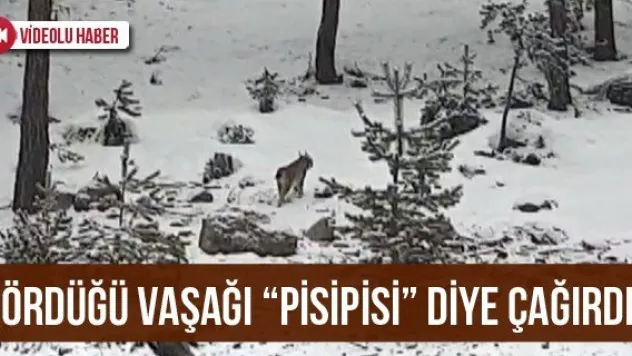 Gördüğü Vaşağı 'Pisipisi' Diye Çağırdı