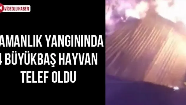 Samanlık Yangınında 4 Büyükbaş Hayvan Telef Oldu