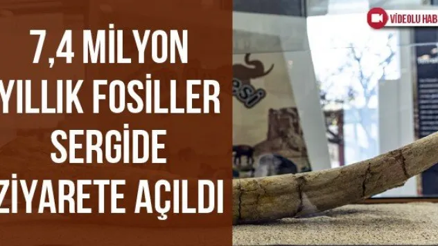  7,4 Milyon Yıllık Fosiller Sergide Ziyarete Açıldı