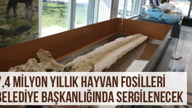 7,4 milyon yıllık hayvan fosilleri belediye başkanlığında sergilenecek