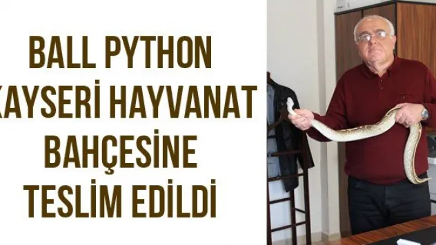 Ball Python Kayseri Hayvanat Bahçesine Teslim Edildi