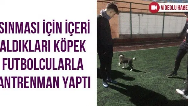 Isınması İçin İçeri Aldıkları Köpek Futbolcularla Antrenman Yaptı