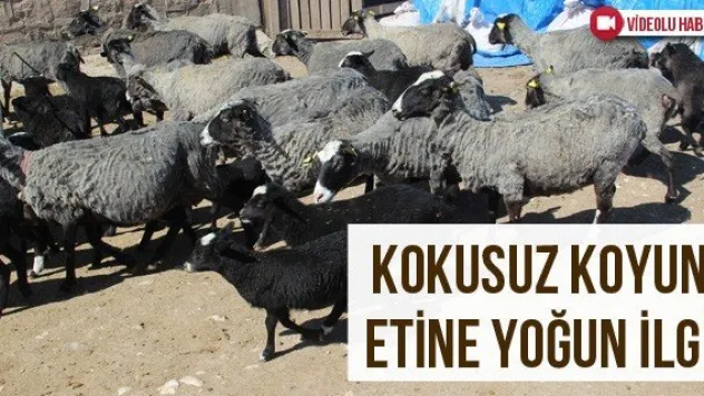 Kokusuz Koyun Etine Yoğun İlgi
