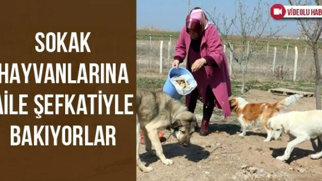 Sokak hayvanlarına aile şefkatiyle bakıyorlar