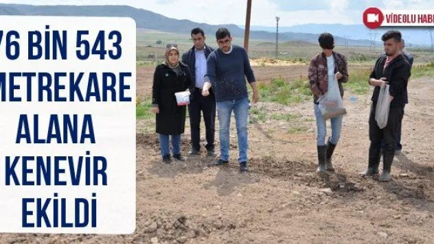 76 bin 543 metrekare alana kenevir ekildi