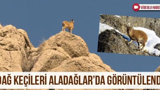 Dağ Keçileri Aladağlar'da Görüntülendi
