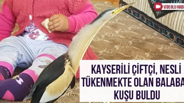 Kayserili çiftçi, nesli tükenmekte olan Balaban kuşu buldu