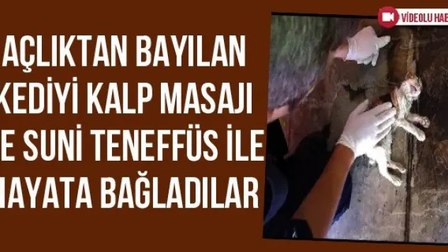 Açlıktan bayılan kediyi kalp masajı ve suni teneffüs ile hayata bağladılar