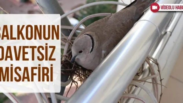 Balkonun davetsiz misafiri