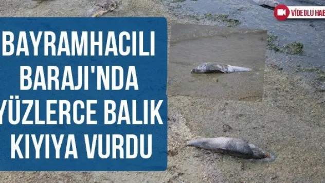 Bayramhacılı Barajı'nda yüzlerce balık kıyıya vurdu