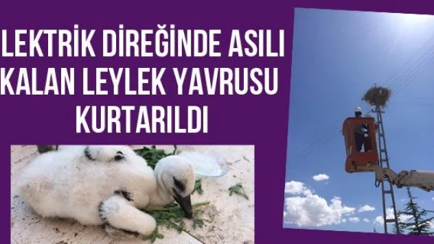 Elektrik direğinde asılı kalan leylek yavrusu kurtarıldı