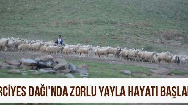 Erciyes Dağı'nda zorlu yayla hayatı başladı