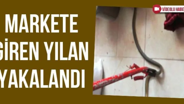 Markete giren yılan yakalandı