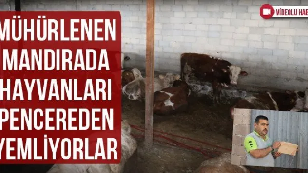 Mühürlenen mandırada hayvanları pencereden yemliyorlar