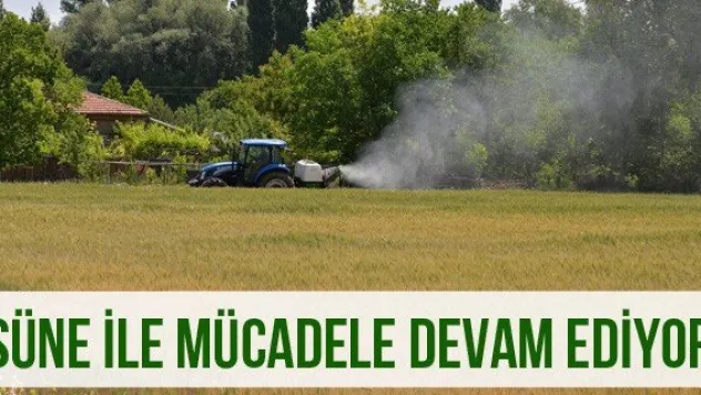 Süne ile mücadele devam ediyor