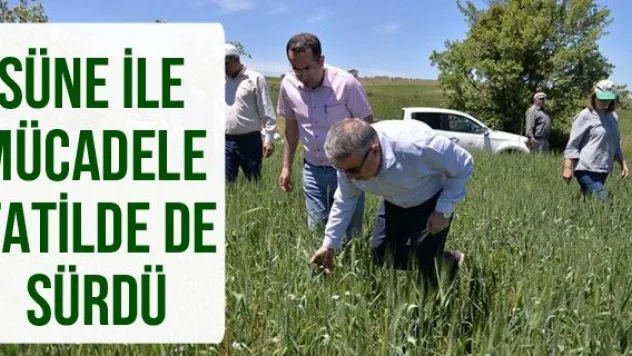 Süne ile mücadele tatilde de sürdü