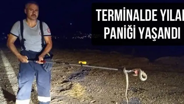 Terminalde yılan paniği yaşandı