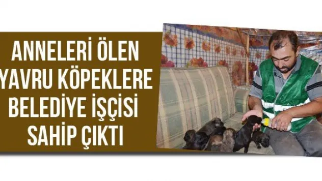 Anneleri ölen yavru köpeklere belediye işçisi sahip çıktı