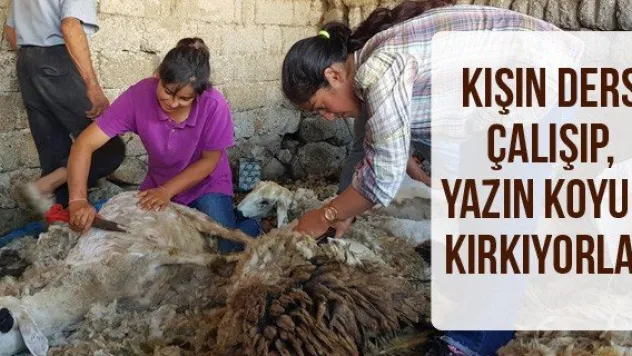 Kışın ders çalışıp, yazın koyun kırkıyorlar