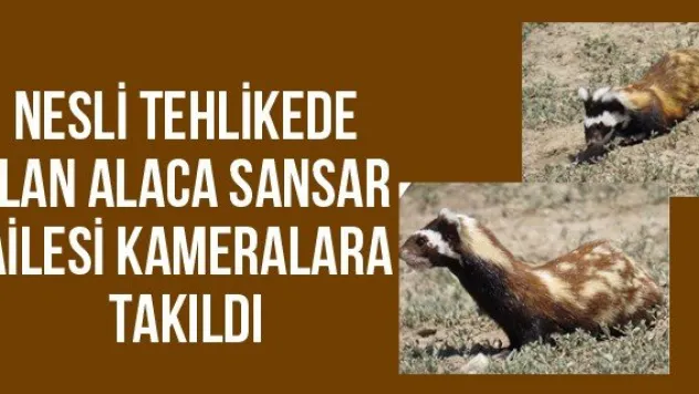 Nesli tehlikede olan alaca sansar ailesi kameralara takıldı