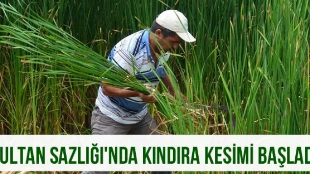 Sultan Sazlığı'nda kındıra kesimi başladı