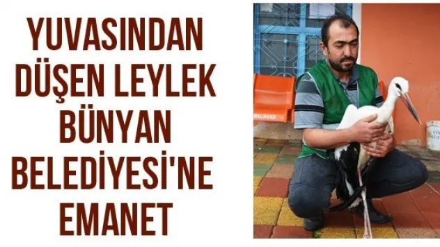 Yuvasından düşen leylek Bünyan Belediyesi'ne emanet