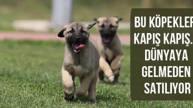 Bu köpekler kapış kapış...Dünyaya gelmeden satılıyor