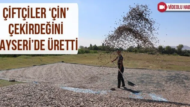 Çiftçiler 'Çin' çekirdeğini Kayseri'de üretti