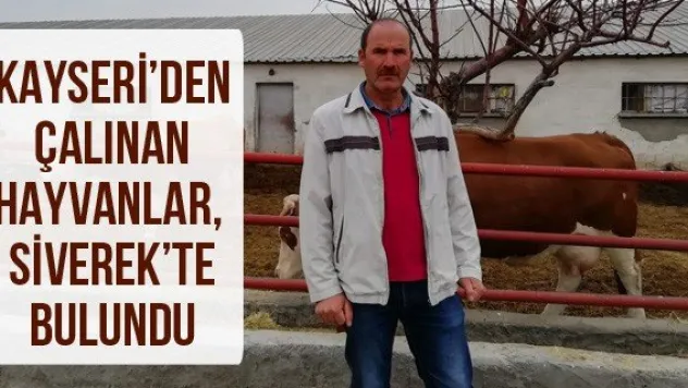 Kayseri'den çalınan hayvanlar, Siverek'te bulundu