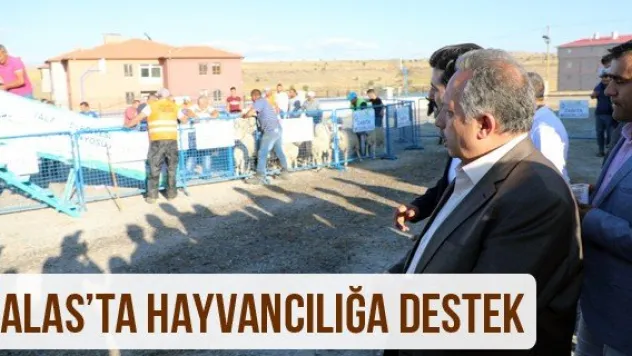 Talas'ta Hayvancılığa Destek