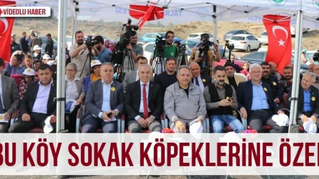 Bu köy sokak köpeklerine özel