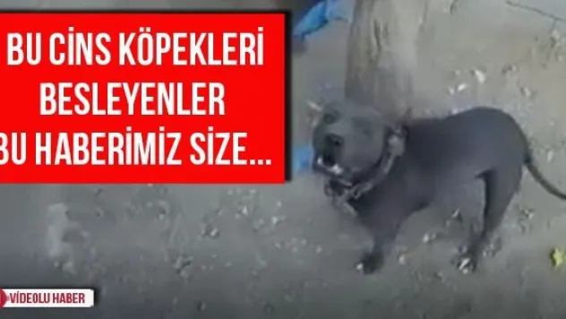 Bu cins köpekleri besleyenler bu haberimiz size