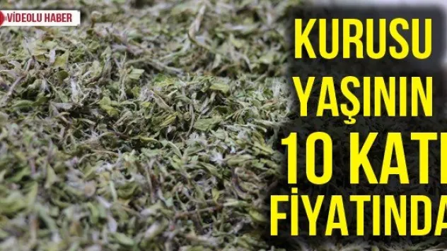 Kurusu yaşının 10 katı fiyatında