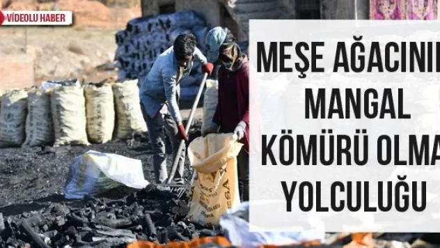 Meşe ağacının mangal kömürü olma yolculuğu