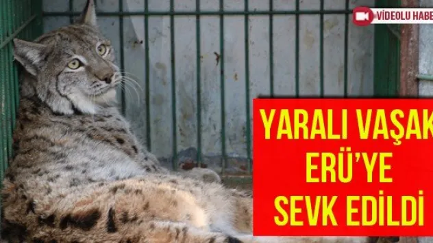 Yaralı Vaşak ERÜ'ye Sevk Edildi