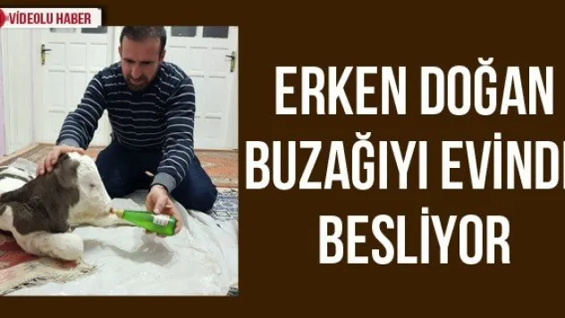 Erken doğan buzağıyı evinde besliyor