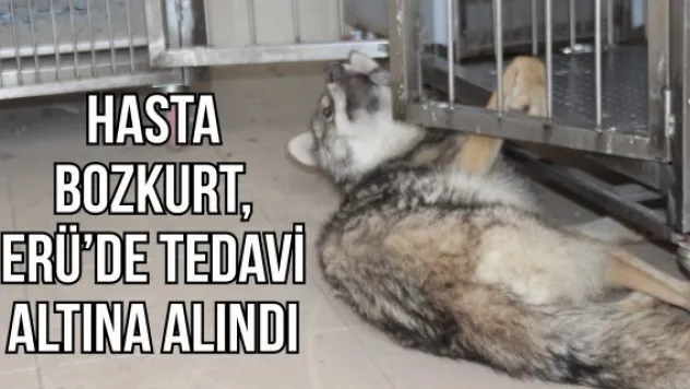 Hasta bozkurt, ERÜ'de tedavi altına alındı