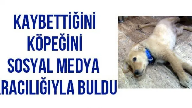 Kaybettiğini köpeğini sosyal medya aracılığıyla buldu