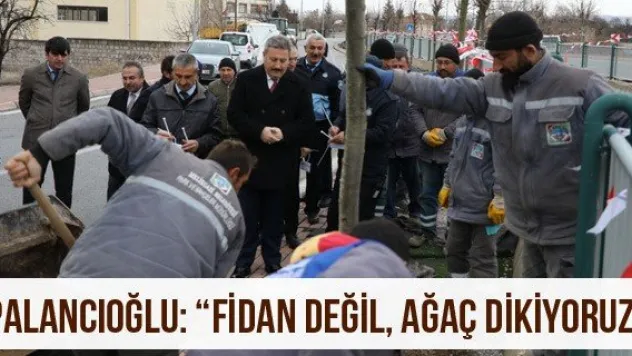 Palancıoğlu: 'Fidan değil, ağaç dikiyoruz'