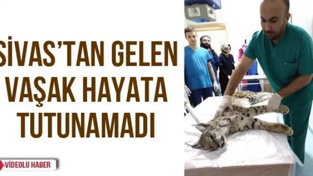 Sivas'tan gelen vaşak hayata tutunamadı