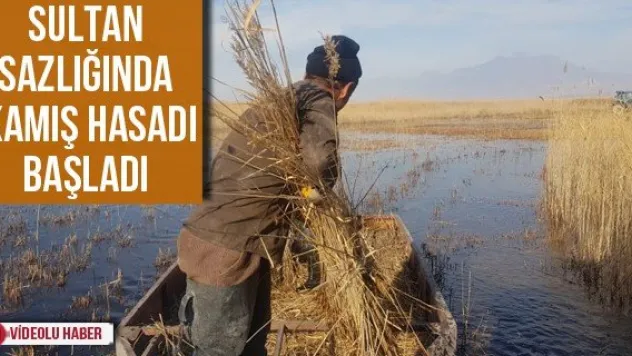 Sultan Sazlığında kamış hasadı başladı