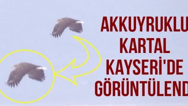 Akkuyruklu kartal Kayseri'de görüntülendi