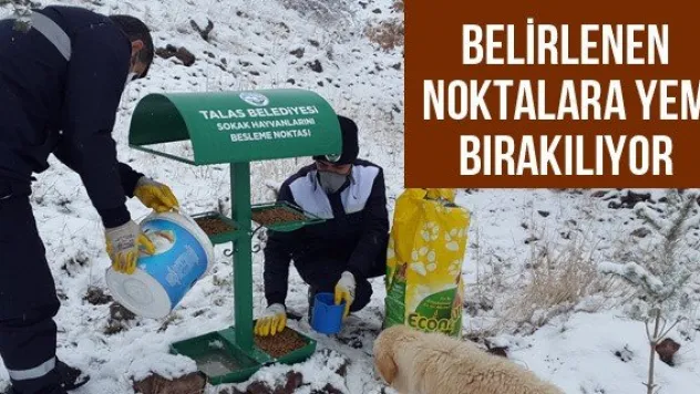Belirlenen noktalara yem bırakılıyor