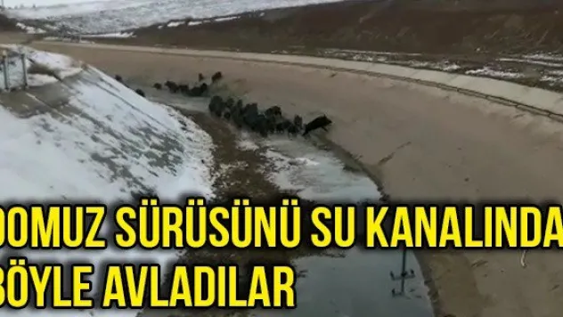 Domuz sürüsünü su kanalında böyle avladılar