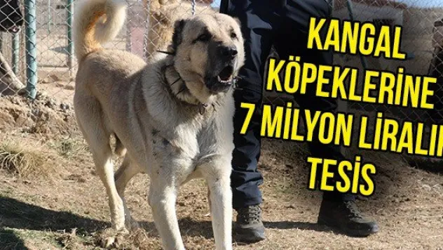 Kangal köpeklerine 7 milyon liralık tesis